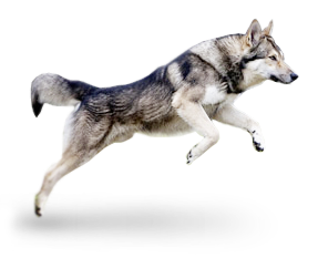 vlcak