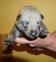 modra2