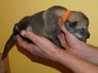 oranzova2