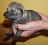 ruzova1