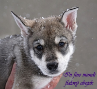 fialový_1
