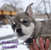 fialový_3