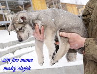 modrý_2