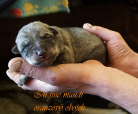 oranžovyý_1