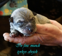 tyrkyss_1