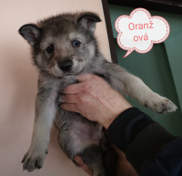 Oranžová1