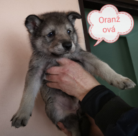 Oranžová2