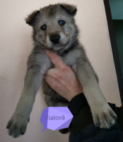fialová1