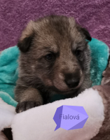 fialová6