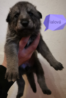 fialová7