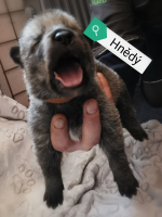 hnědý