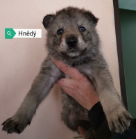hnědý3