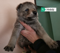hnědý4