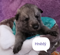 hnědýy4