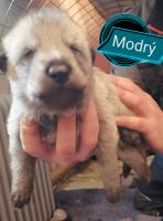 modrý