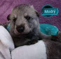 modrý1