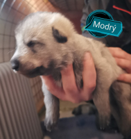 modrý2