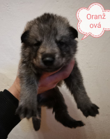 oranžová7
