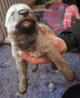růžová