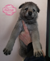růžováa1
