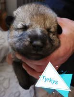tyrkys
