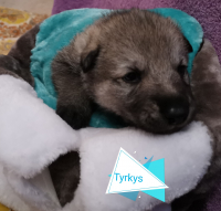 tyrkys3