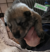 zelený