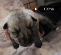 černá