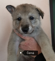 černá3