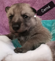 černá6