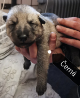 černáa2