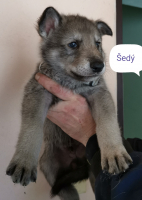 šedá1