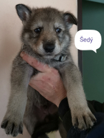 šedá2