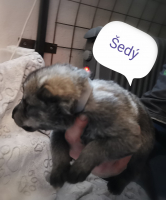 šedý