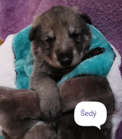 šedý6