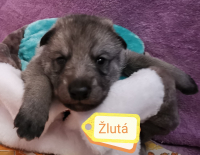 žlutaá2