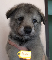 žlutá2