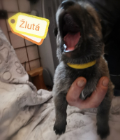 žlutáa2