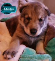 modrý5