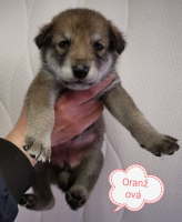 oranžová1-2