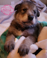 růžová5