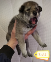 žlutá5-2