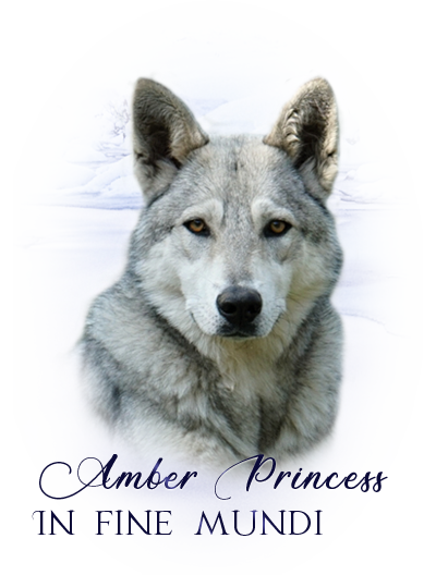 iko amber