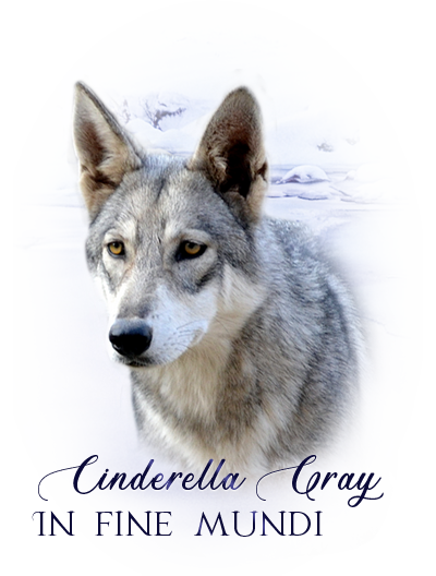 iko cinder