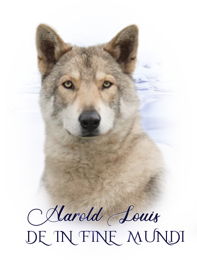 iko harold