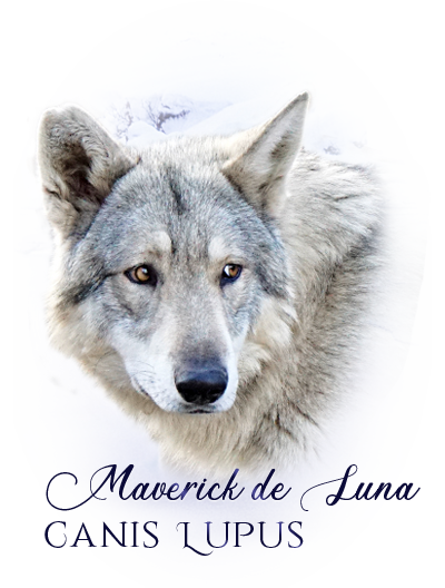 iko maverick
