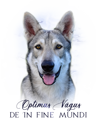 iko chumanis