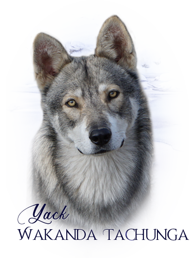 iko yack