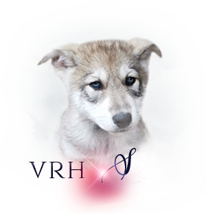 Vrh Q S