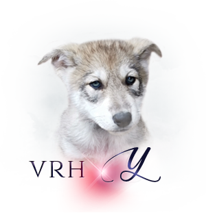Vrh Q odchov